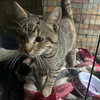 Kitty - Photo 5