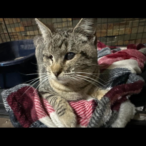 Photo 6 of Kitty