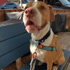 Riley - Photo 6