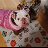 Izzy - Photo 3