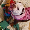 Izzy - Photo 4
