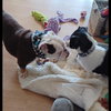 Izzy - Photo 5