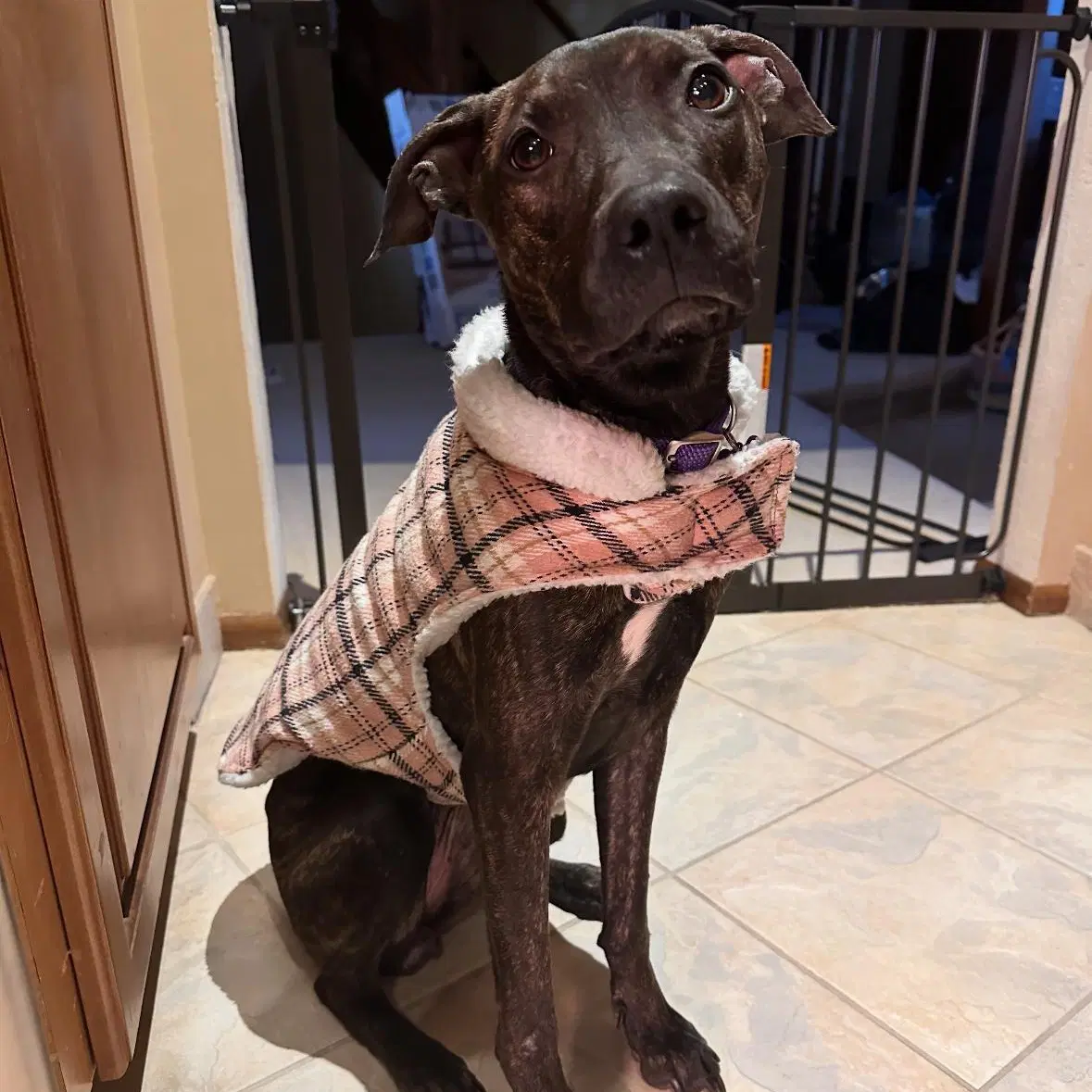 Sasha - Pit Bull Terrier