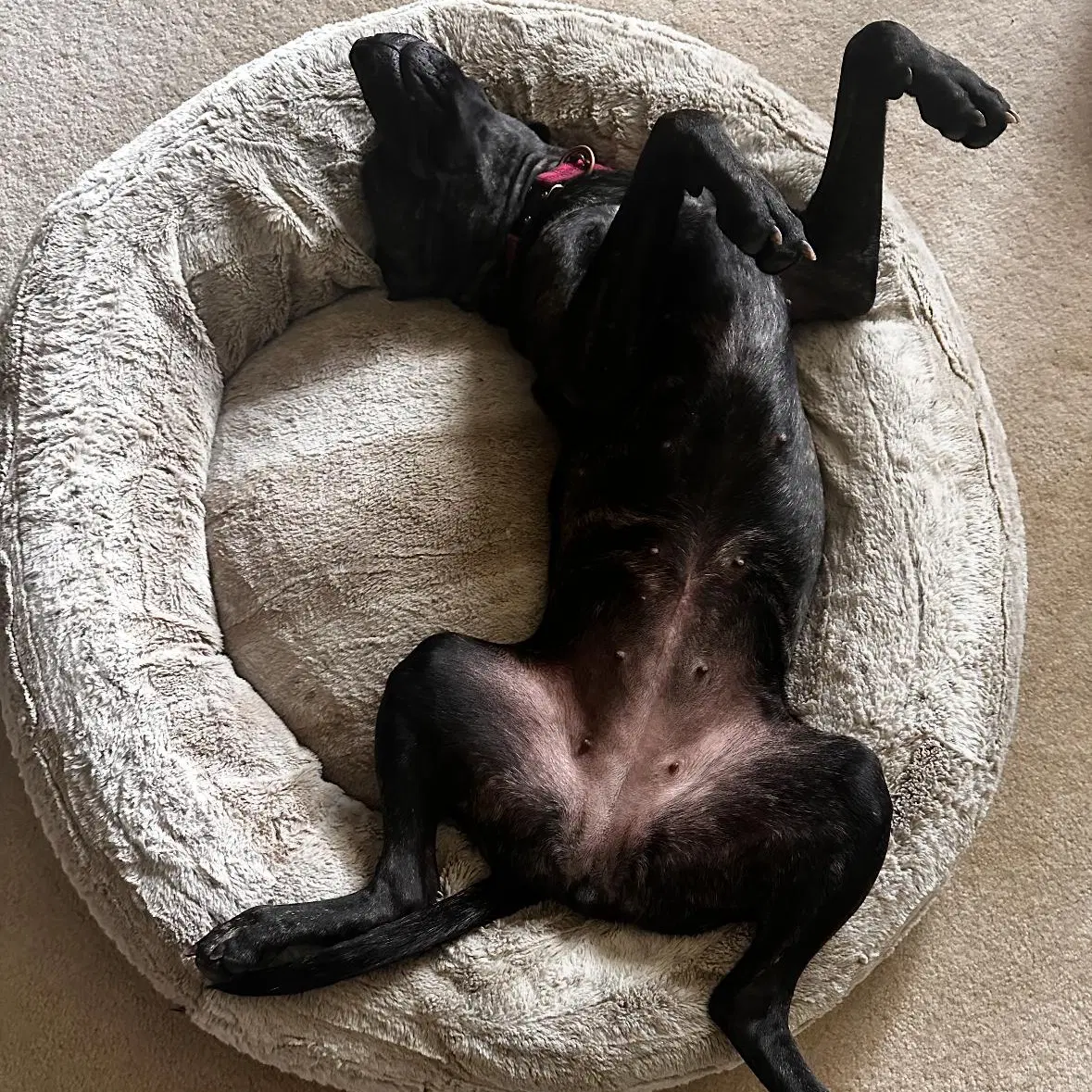 Sasha image 2