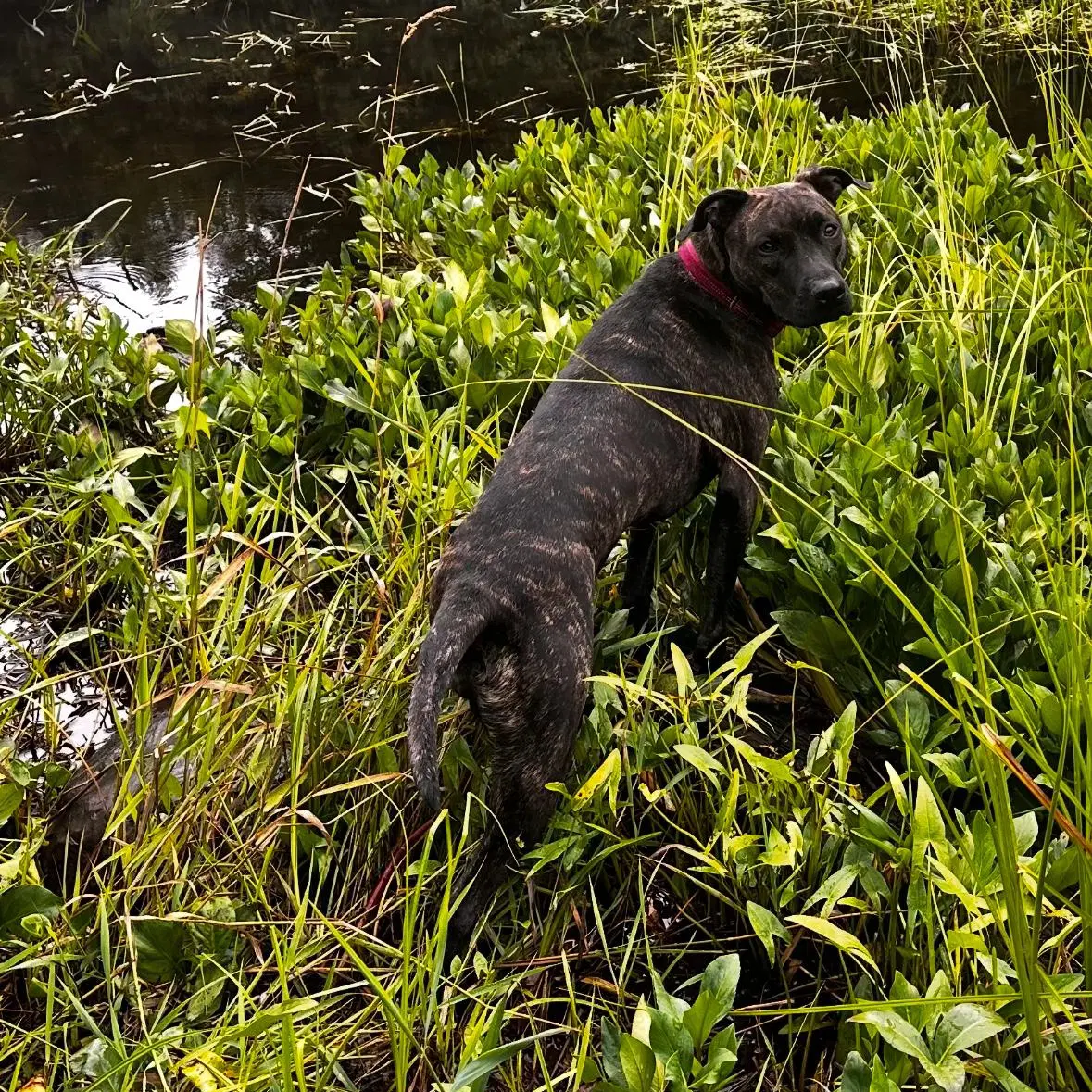 Sasha image 3