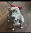 Tinsel - Photo 1