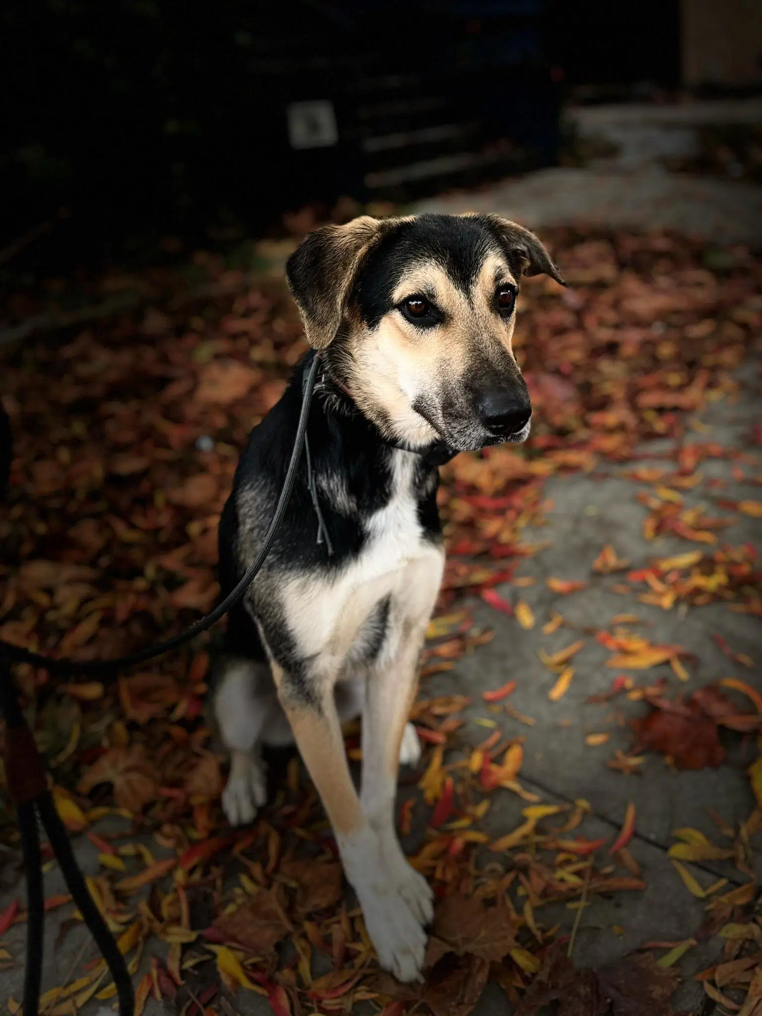 Jude - German Shepherd Dog