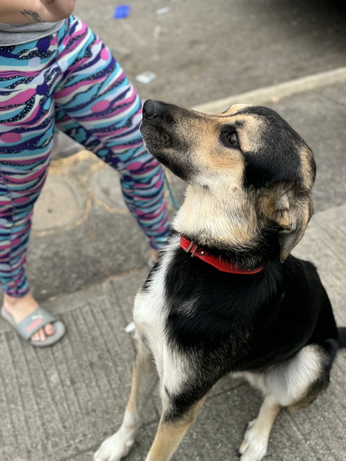 JUDE - German Shepherd Dog / Terrier available for adoption