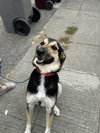 Jude - Photo 4