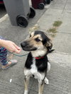 Jude - Photo 5