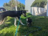 Jude - Photo 6