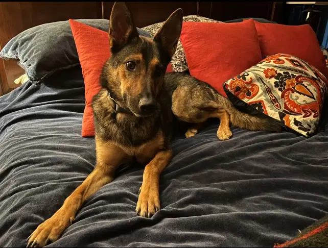 Crackers - German Shepherd Dog