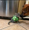 Bowser - Photo 5
