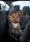 Bowser - Photo 6
