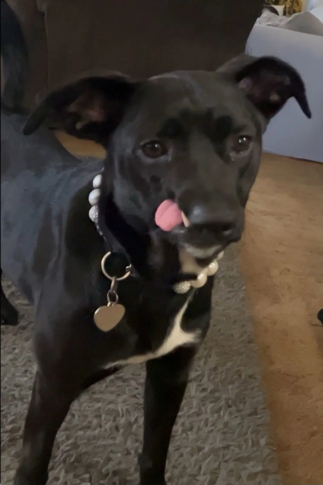 Destiny - Formosan mountain dog