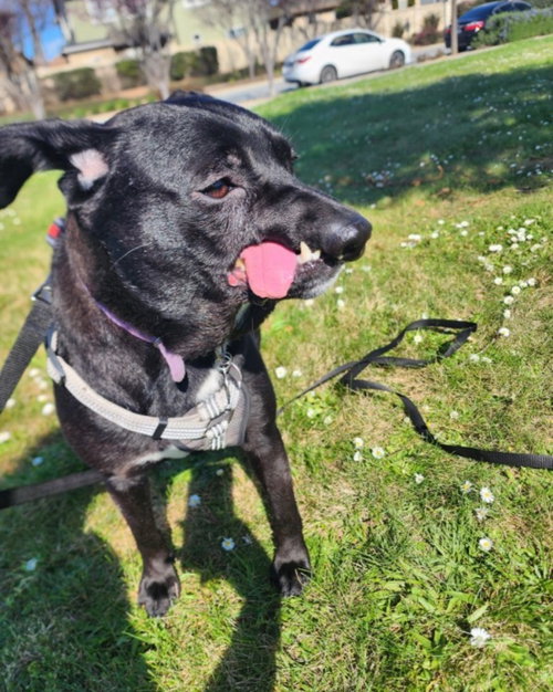 DESTINY - Belgian Shepherd Malinois / Pit Bull Terrier available for adoption