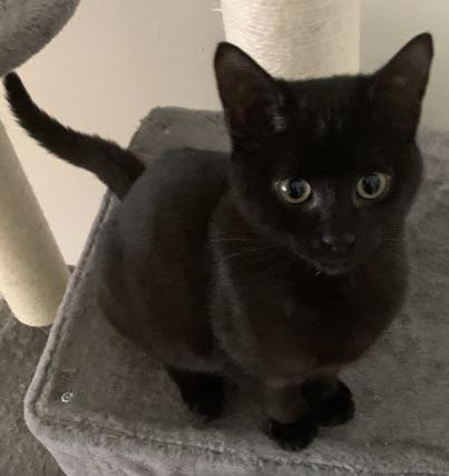 picture of the cat needing adoption