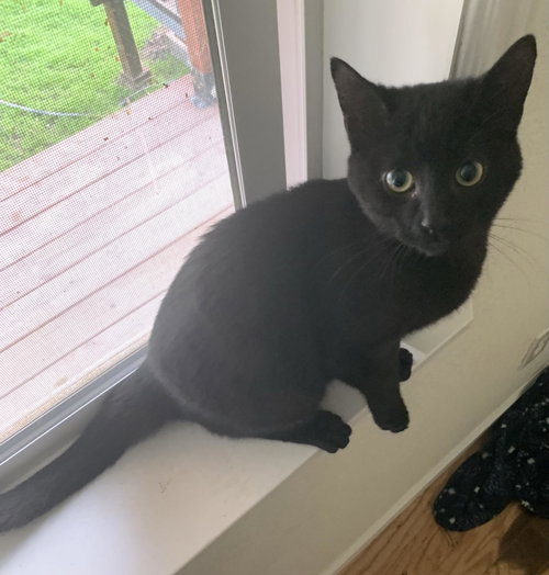 picture of the cat needing adoption