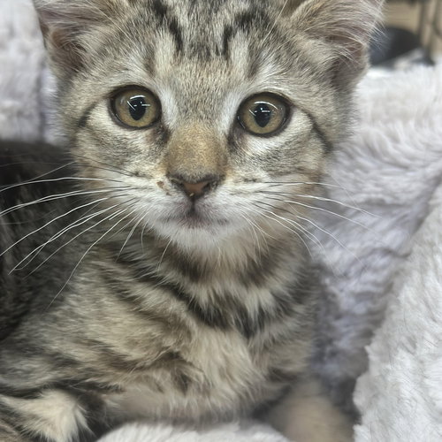 picture of the cat needing adoption