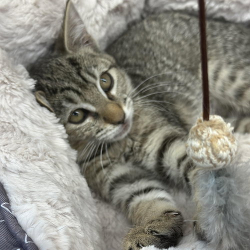 picture of the cat needing adoption