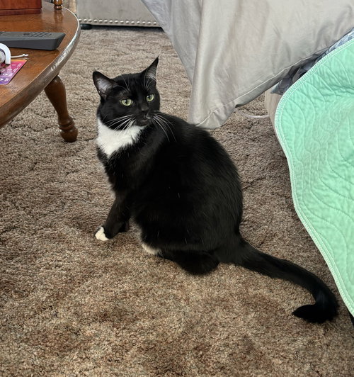 picture of the cat needing adoption