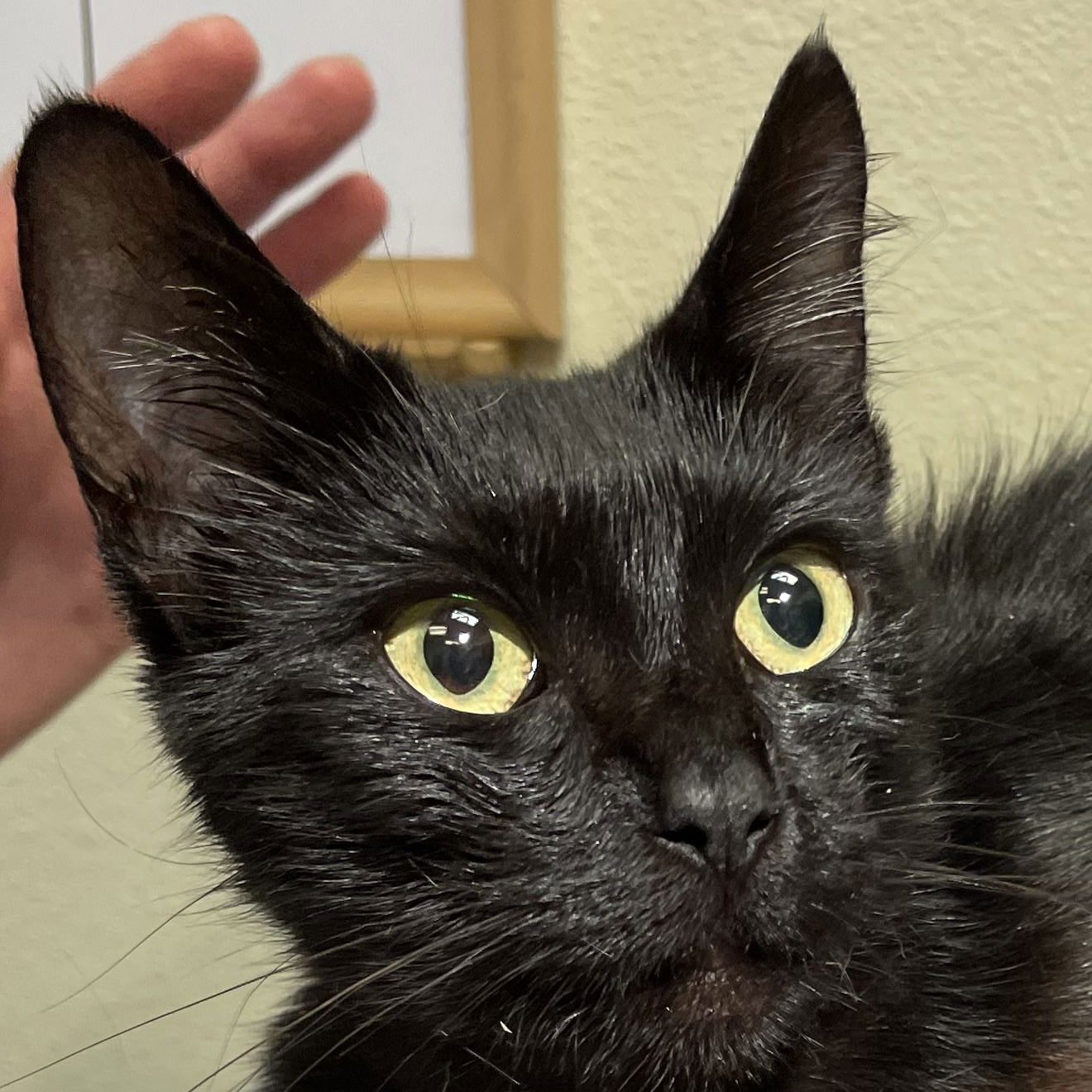 adoptable Cat in Pleasanton, CA named Laura Garcia