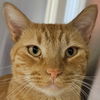 adoptable Cat in Pleasanton, CA named Scott Budman