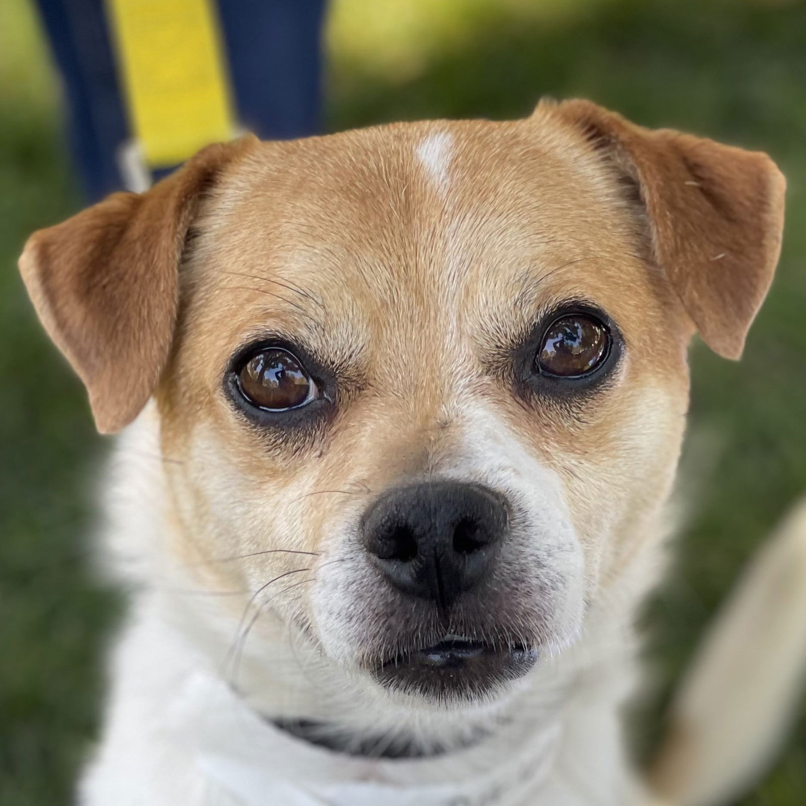 adoptable Dog in Pleasanton, CA named Dot Com Guy