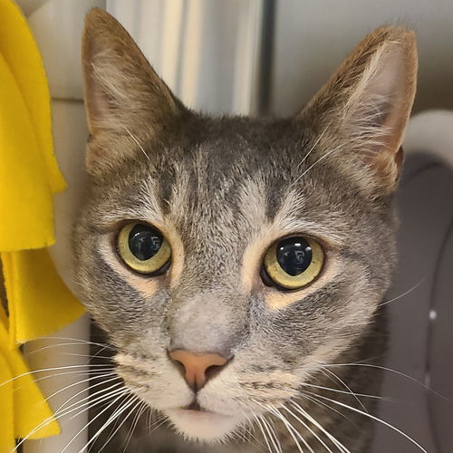 picture of the cat needing adoption
