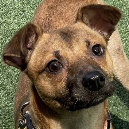 adoptable Dog in Pleasanton, CA named Skedaddle
