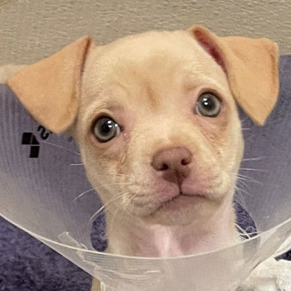 adoptable Dog in Pleasanton, CA named Salmon
