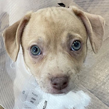 adoptable Dog in Pleasanton, CA named Tuna