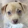 adoptable Dog in  named Tuna