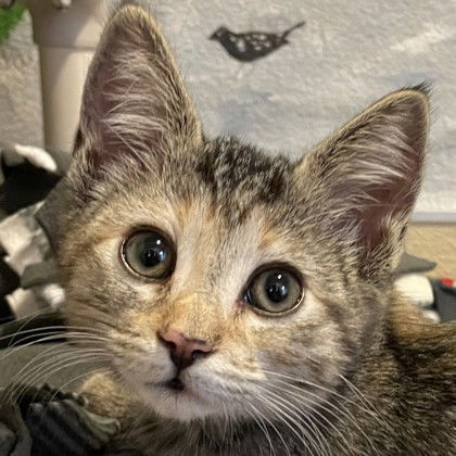 adoptable Cat in Pleasanton, CA named Comic Sans
