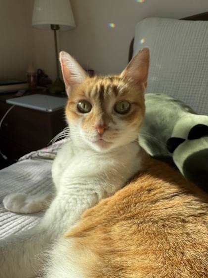 adoptable Cat in Pleasanton, CA named Edna