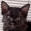 adoptable Cat in  named Glamour