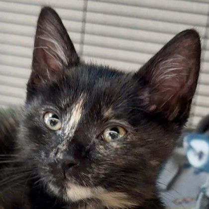 adoptable Cat in Pleasanton, CA named Glitz