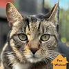 adoptable Cat in  named Heartthrob