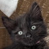 adoptable Cat in  named Hot Dog on a Stick
