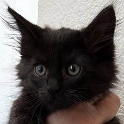 Bear, an adoptable Domestic Long Hair in Pleasanton, CA