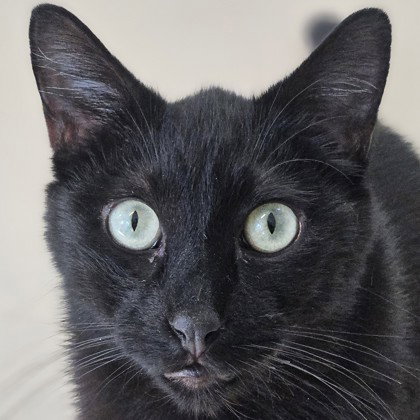 Benito, an adoptable Domestic Short Hair in Pleasanton, CA