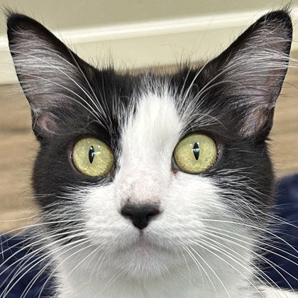 Century, an adoptable Domestic Short Hair in Pleasanton, CA