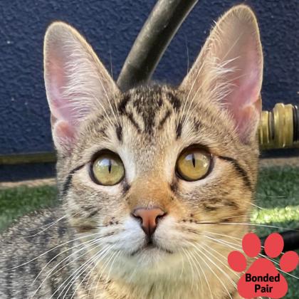 Clover, an adoptable Domestic Short Hair in Pleasanton, CA