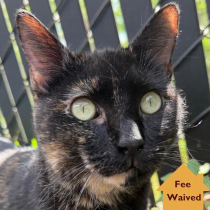 Furrgalicious, an adoptable Domestic Short Hair in Pleasanton, CA
