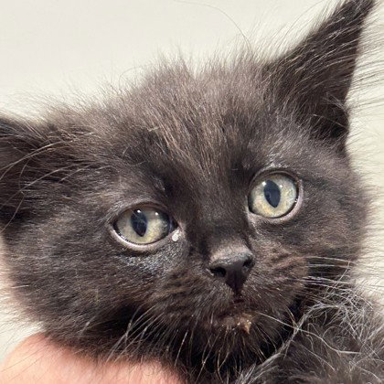 Grand, an adoptable Domestic Short Hair in Pleasanton, CA