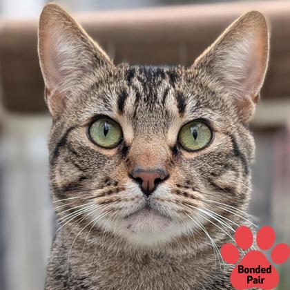 Jerry, an adoptable Domestic Short Hair in Pleasanton, CA