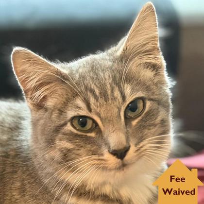 Martini, an adoptable Domestic Short Hair in Pleasanton, CA