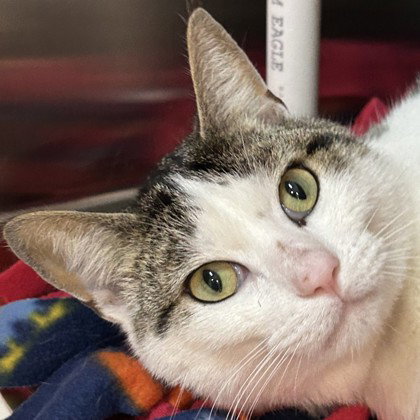 Snickerdoodle, an adoptable Domestic Short Hair in Pleasanton, CA