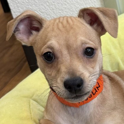 Adolin, an adoptable Maltese in Pleasanton, CA