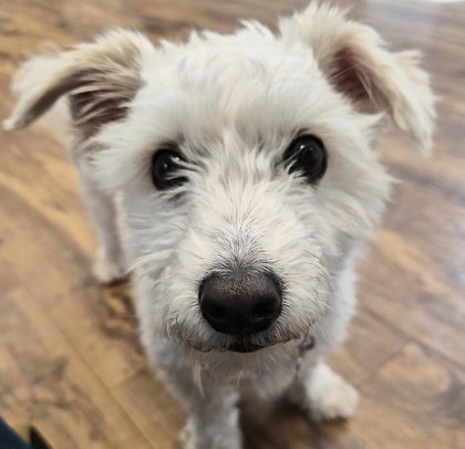 Bean, an adoptable Unknown breed in Pleasanton, CA